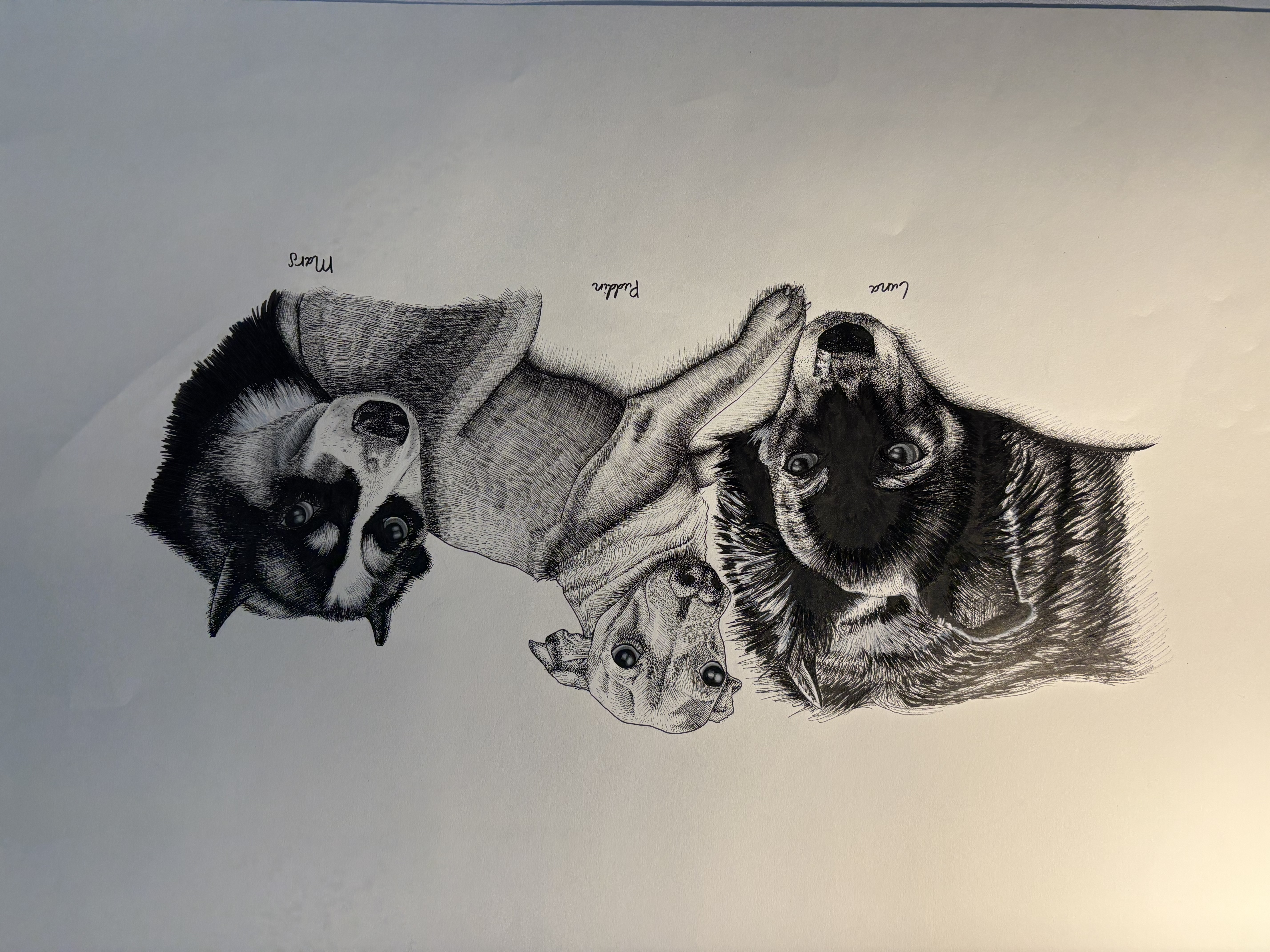 Pen and ink portrait of three dogs