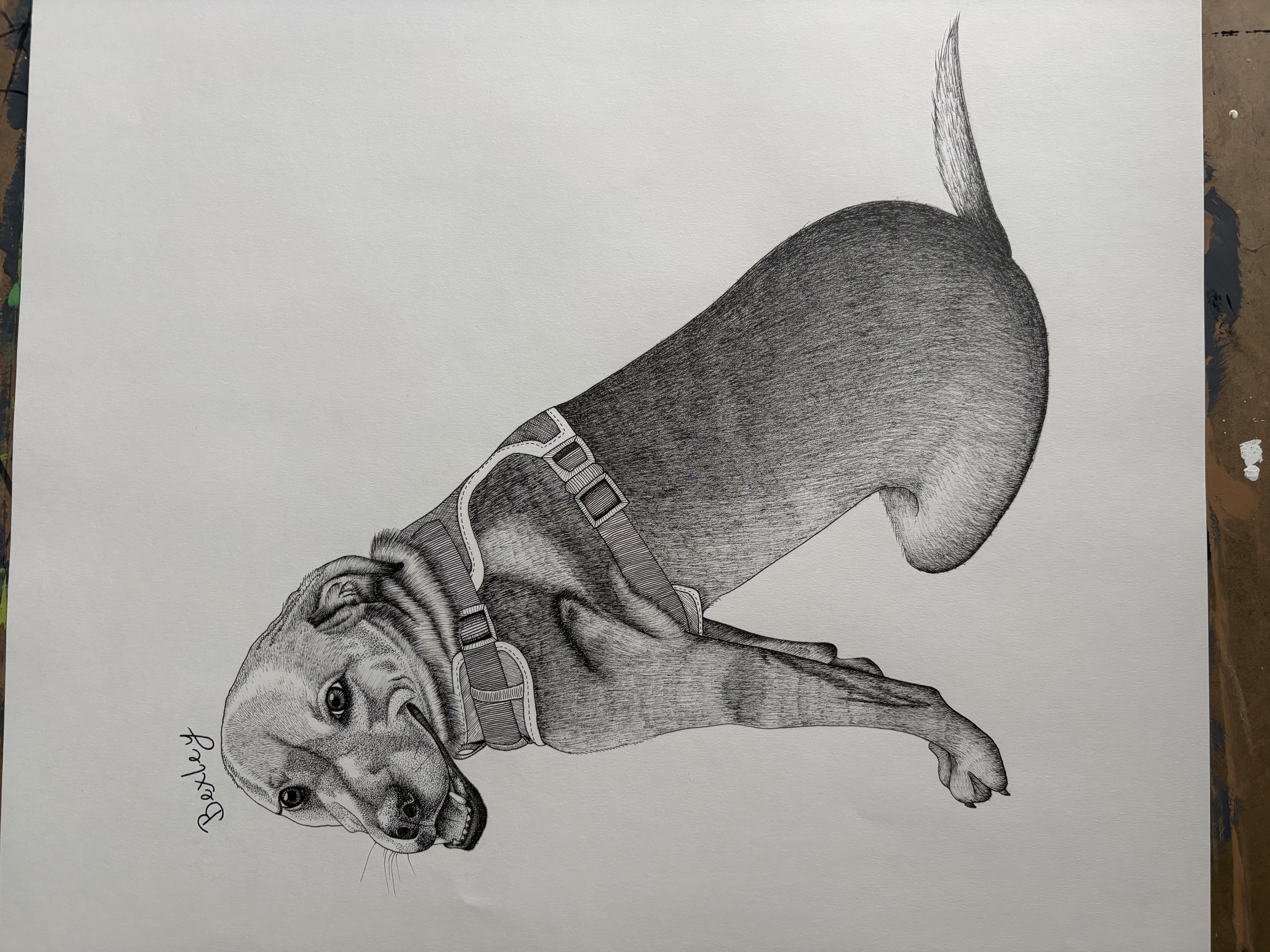 Pen and ink portrait of a dog named Bexley wearing a harness